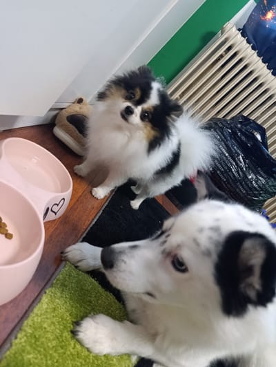 Two dogs are in the photo. In the background is a Pomeranian. It has white fur and black patches. The dog is standing on a black rug. A radiator is behind the dog. A slipper is next to the dog's food dish, which is pink. In the foreground is a white dog with black patches. It is laying on a green rug.
The OCR of the image contains city names like Warsaw, Berlin, Amsterdam, Tunis, London and Paris. The location of the image is not Emmerich on the Rhine, Germany.