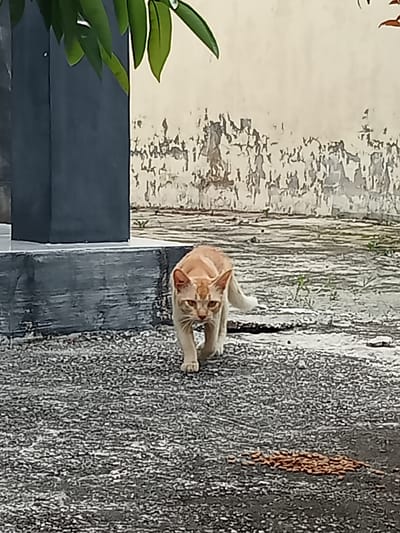 A ginger cat is walking on a paved surface in front of a weathered concrete wall. The cat is in the center of the frame, facing the viewer, with its tail slightly raised. To the left of the cat, a dark gray rectangular structure is partially visible. In the foreground, on the paved ground, there is a scattered pile of what appears to be cat food. The background features a light-colored, textured wall with patches of peeling paint and some sparse vegetation. The scene appears to be outdoors in an urban setting, possibly Kualu, Indonesia, given the context.