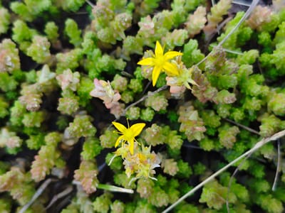 This is a close-up, high-angle, eye-level shot of a cluster of small, green, succulent plants with some pinkish tinges and two small, bright yellow flowers. The plants are densely packed together, creating a textured carpet-like appearance. The flowers, with five pointed petals each, are the focal point, with one prominently displayed in the upper right quadrant and another, slightly wilted, in the lower center. The overall color palette is dominated by vibrant greens and yellows, with touches of pink and brown from the dried parts of the plants and the background. The lighting suggests it is daytime, likely outdoors, given the natural subject matter. There are no people or text visible in the image. The scene is one of natural growth, possibly in a garden or wild setting. The shallow depth of field blurs the background, emphasizing the details of the plants and flowers. The environment appears dry and potentially arid, typical for succulent plants. The location context suggests this could be in the Krasnadvorski village council area of Belarus.