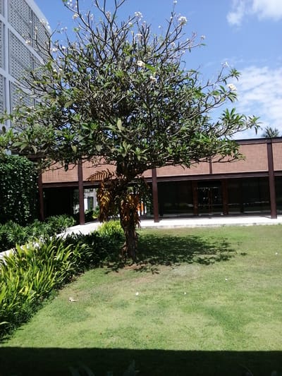 A medium shot captures a tree with green foliage and white flowers in the foreground, its trunk rough and dark brown. To the left, a modern building with a white, perforated facade rises against a clear blue sky with scattered clouds. Behind the tree, a building with a brown, woven facade and dark glass windows is visible, its entrance marked by a dark doorway. The ground is covered in a lush green lawn, with a patch of bright green, leafy plants along the left edge. The scene suggests a resort or hotel setting, possibly in the city of Banyuwangi, Indonesia, given the tropical vegetation and modern architecture. The lighting indicates a sunny day.