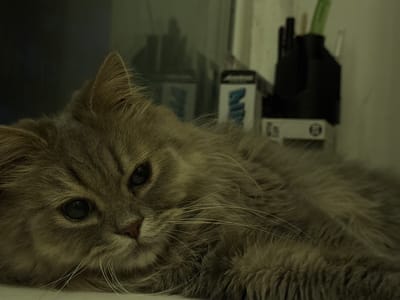 A long-haired gray cat is lying down with its head turned to the left. The cat's eyes are open and dark, and its nose is a light pink. The cat's fur is fluffy and extends out to the sides. In the background, there are some out-of-focus objects, including what appears to be a desk organizer with pens or pencils. The lighting is dim, casting shadows and creating a moody atmosphere. The scene appears to be indoors, possibly in a home or office environment, and there is no indication of the specific location in Raivka, Ukraine.