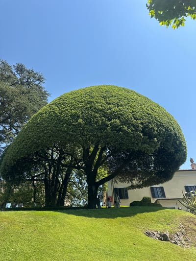 This is a vertical, medium-angle, outdoor photograph taken on a sunny day. The scene features a manicured, teardrop-shaped tree with dense green foliage, trimmed to a smooth, rounded shape. The tree is the dominant subject, with its trunk and branches visible beneath the sculpted canopy. To the right of the tree, a perfectly manicured lawn slopes downwards. Beyond the tree and lawn, a cream-colored building with dark shutters is visible. A large tree with a more natural, spreading canopy is also present in the background, to the left of the manicured tree. The sky is a clear, bright blue. The image captures a garden or estate setting, likely in a temperate climate given the lush greenery. The sunlight suggests it is daytime, possibly late morning or afternoon. There is no visible text in the image. The overall impression is one of tranquility and refined landscaping.
