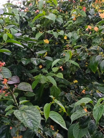 The image depicts a dense arrangement of flowering foliage within Pea Reang District, Cambodia. The primary visual element is a mass of green leaves of varying shades and sizes, many appearing broad and glossy, indicative of a moist environment. Scattered throughout this dense greenery are numerous small flowers. Two distinct types are observable: several orange to reddish-orange, tubular-shaped flowers and multiple smaller, yellow, cup-shaped blossoms. The plant growth fills the entire frame, with no visible background elements such as sky, ground, or artificial structures. The lighting appears natural and diffused. No human figures, animals, or artificial objects are present.