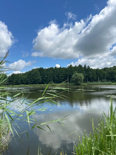 The image depicts a serene natural landscape at a body of water, likely a lake or pond, in Iwye, Belarus. The foreground is dominated by lush green reeds and tall grasses along the water's edge, some of which extend into the frame, obscuring parts of the water. The water surface is calm, reflecting the sky and surrounding greenery, with scattered lily pads visible.
Beyond the water, a dense line of dark green trees forms the horizon, creating a natural backdrop. The sky above is a vibrant blue, interspersed with large, fluffy white clouds that are characteristic of a fair-weather day. The overall scene suggests a tranquil, undeveloped natural area, possibly a park or recreational spot within or on the outskirts of Iwye. There are no people or animals visible in the image. The lighting indicates it is daytime, with the sun likely positioned above and slightly behind the viewer, illuminating the scene.