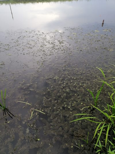 The image depicts a body of water, possibly a pond or slow-moving river, with submerged aquatic vegetation. The water is dark and reflects the sky, which appears overcast. In the foreground, there are several green blades of grass emerging from the water, suggesting the edge of the land or a shallow area. Some of the submerged vegetation is dense and appears feathery, while other areas have sparser growths. There are also small, lighter green patches on the surface of the water, possibly floating plant matter or algae. In the distance, a thin, dark pole extends vertically from the water, with its reflection visible on the surface. Further in the distance, two small, orange-tipped markers are visible on the water's surface. The overall impression is a natural, somewhat murky aquatic environment. The scene is located in Krasnoluka, Ukraine.