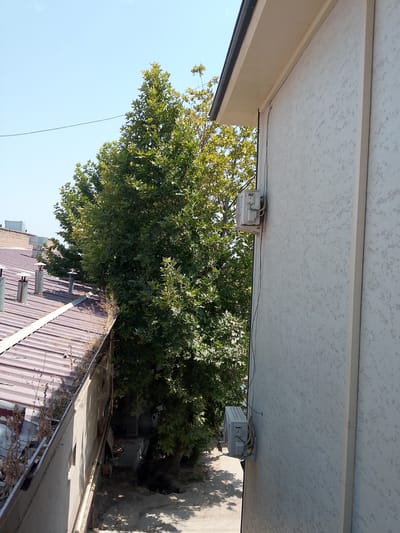 The image depicts an exterior view of buildings and vegetation under a clear sky. In the foreground, a light-colored, textured wall of a building occupies the right side of the frame. Mounted on this wall is a grey air conditioning unit with visible wiring. The building has a distinct overhang with a dark gutter. To the left of this building, a corrugated metal roof with a reddish-brown hue is visible, showing signs of some debris and vegetation accumulation. Several metal pipes or chimneys protrude from this roof. Behind the roof and to the left of the textured wall, a large, dense tree with abundant green foliage is prominent. The tree's branches extend upwards and appear to obscure a portion of the sky. In the background, more buildings with similar reddish-brown roofs and chimneys can be seen, along with a clear, pale blue sky. The overall scene suggests an urban or semi-urban environment with a mix of man-made structures and natural elements. The image was taken in Namangan City, Uzbekistan.