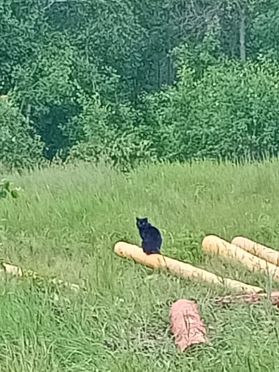 A black cat is sitting on a log in a grassy area, with trees in the background. The scene is outdoors, likely in a rural or semi-rural setting, possibly Karluk, Russia. There are no people visible in the image. The cat is facing left and appears alert. Several other logs, some covered in what appears to be a light-colored material, are also present in the foreground and midground. The grass is tall and green, suggesting a natural environment. The lighting is natural daylight.