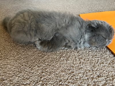 The image shows a fluffy grey kitten sleeping curled up on a textured carpet. An orange yoga mat is partially visible beneath the kitten on the left side of the frame. The kitten is positioned horizontally across the image, with its head tucked in and its body in a tight ball. The fur is long and soft, giving the kitten a very cuddly appearance. The carpet has a looped texture and is a neutral beige color. The lighting suggests it is daytime, likely indoors, as there are no strong shadows. No text is visible in the image. The overall mood is peaceful and serene, capturing a moment of deep sleep for the young feline.