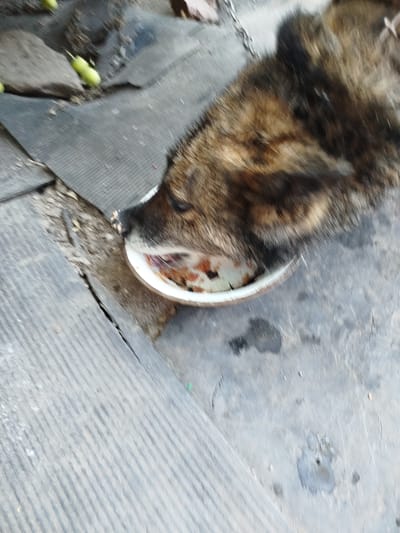This media file shows a dog eating from a bowl. The dog is a medium-sized, mixed-breed with brown and black fur. It is partially visible in the frame, with its head lowered into a white bowl filled with food. The bowl appears to be made of ceramic or enamel and has some reddish-brown residue inside, suggesting it has been used for eating.
The setting appears to be outdoors, possibly in a yard or alley. The ground is covered with a rough, textured mat, likely made of rubber or plastic, and there are scattered stones and debris. In the background, there are hints of what might be natural elements like plants or soil. The lighting suggests it is daytime, but the overall impression is somewhat dim and overcast. The mood is neutral, focusing on the act of the dog eating. There are no visible text elements in the image. The location context is Oleksandriia, Ukraine.