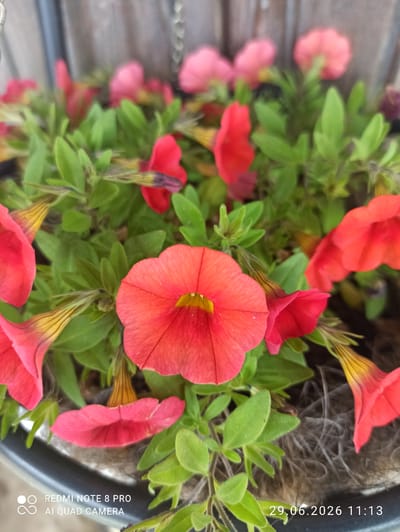 In the city of Sovetskiy, Russia, a close-up, low-angle photograph captures a cluster of vibrant red petunias in full bloom within a hanging basket. The flowers, with their trumpet-shaped corollas, are the primary focus, showcasing rich red hues with hints of yellow at their centers. Their delicate petals appear slightly velvety and are surrounded by lush, green foliage. The background is softly blurred, suggesting a shallow depth of field, with glimpses of other pink and red flowers and a hint of a wooden fence. The overall impression is one of natural beauty and abundant growth, with the flowers appearing healthy and well-maintained. The bottom left corner displays watermarks indicating "REDMI NOTE 8 PRO AI QUAD CAMERA" and a timestamp reading "29.06.2026 11:13".