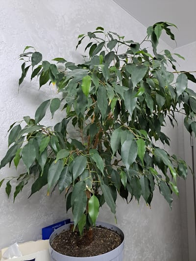 A potted Ficus benjamina plant with dark green leaves is positioned in front of a textured, light gray wall. The plant is in a light gray pot filled with dark soil. A blue folder with the text "SOKOLOV" is partially visible next to the pot. The environment appears to be indoors, possibly a home or office, given the wall texture and presence of other objects like a white box on the left side of the image. The image does not contain any people or provide information about the city of Chernetsk, Russia.