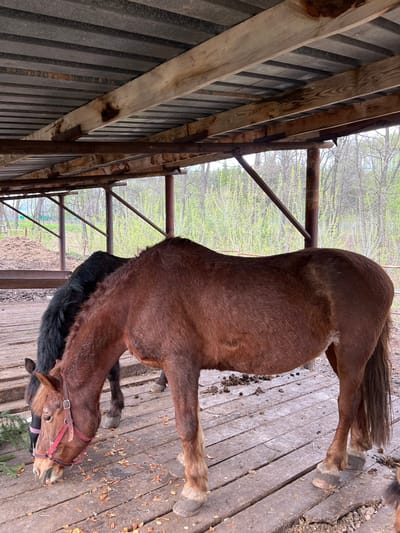 The image shows two horses within a semi-enclosed, rustic stable or paddock area. A brown horse, wearing a red halter, stands prominently in the foreground with its head lowered towards the wooden plank floor, appearing to graze or pick at something. Behind and slightly to the left of the brown horse, a second darker-colored horse (possibly black or dark brown) is partially visible.
The horses are situated on a weathered wooden plank floor, which is scattered with small bits of debris, including some evergreen branches near the brown horse's head. The enclosure itself consists of a roof or lean-to made of wooden beams and corrugated metal panels, supported by metal poles and bars. The background reveals a natural outdoor environment with trees displaying light green, budding foliage, suggesting the season is spring or early summer.
The scene is lit by natural daylight, and the overall atmosphere appears calm. There is no visible text in the image. This setting is located in Sanatoriya Yumatovo Imeni 15-Letiya Bassr, Russia, likely within the equestrian facilities of the sanatorium.