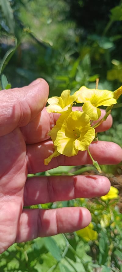 An adult human hand holds a cluster of bright yellow, five-petaled flowers, likely wood sorrel, in an outdoor setting in Forest Hills, Spain. The hand, exhibiting light-toned skin with visible lines, occupies the left and central foreground, with four fingers partially obscuring the palm. Several individual blooms, accompanied by green stems and small buds, are positioned between the fingers. Intense sunlight illuminates the scene, creating distinct shadows on the hand's surface. The background consists of blurred green foliage, indicative of a natural, vegetated environment, with hints of yellow and brown in the lower right.
