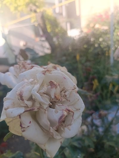 The image shows a close-up of a wilting white rose with brown-tinged petals. The rose is in the foreground, with a blurred background of green foliage and a building structure that suggests an urban or suburban environment. The lighting indicates it is daytime, possibly late afternoon or early morning, with sunlight creating a soft glow and lens flare. The scene is static, with no visible people or activity. The image does not contain enough detail to determine the specific location within Voskresenskiy, Russia.