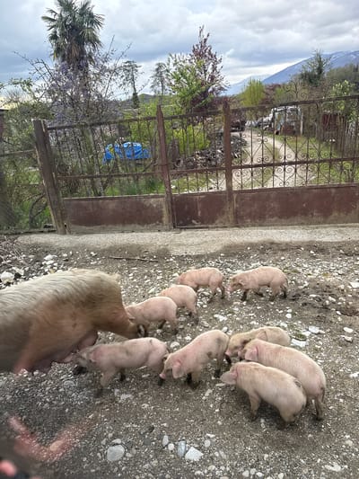 The image shows a sow and her piglets in an outdoor setting in Skurdi, Georgia. The sow is light brown. The piglets are pinkish-beige and appear to be feeding. The ground is gravel. Behind the pigs is a wrought iron gate. Behind the gate is a lush, green area with trees and a blue tarp. A mountain is visible in the distance. The weather appears overcast.