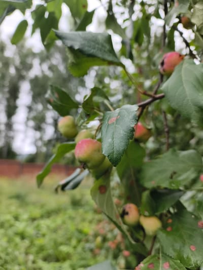 A close-up, low-angle outdoor shot shows a branch of a tree with several small, round fruits. The fruits are a mix of green and red, with some showing a blush of pink. Several green leaves are also visible, some with small reddish-brown spots. In the background, the scene is out of focus, revealing a blurred expanse of green grass and foliage. Further in the distance, a brick wall and what appears to be a cluster of trees are faintly visible, suggesting a rural or semi-rural setting. The lighting appears to be overcast. The location is specified as Katun, Russia.