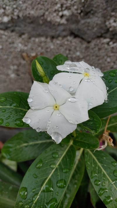 A close-up shot captures two white periwinkle flowers, speckled with water droplets, surrounded by glossy green leaves that also bear water droplets. An unopened bud is visible among the foliage. To the left, a grey, cracked concrete surface forms the backdrop, its texture contrasting with the smoothness of the leaves and petals. The photograph was taken in Amador Salazar, Mexico.
