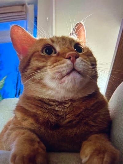 This image, reportedly captured in Arthès, France, depicts a domestic short-haired cat with orange tabby markings. The feline subject is positioned in the foreground, viewed from a low angle, with its head tilted upward. Its front paws are visible, resting on a light-colored, upholstered surface. The cat's pupils are dilated, and its gaze is directed above the visible frame. The nose is pink, and prominent white whiskers extend from the muzzle. The fur exhibits a striped mackerel tabby pattern, with lighter, cream-colored fur present on the chin and chest. In the background, a prominent blue element, possibly a screen or window, is visible to the left, while a lighter, undefined vertical surface occupies the right. The scene is brightly illuminated, highlighting the cat's features.