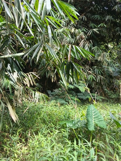 Lush foliage fills the frame, dominated by bamboo. Sunlight filters through the dense canopy, illuminating long, slender leaves. Various shades of green create depth and texture. Ground-level vegetation adds another layer of plant life, with larger leaves contrasting against the smaller grasses and weeds. The scene exudes a wild, overgrown, and natural ambiance.