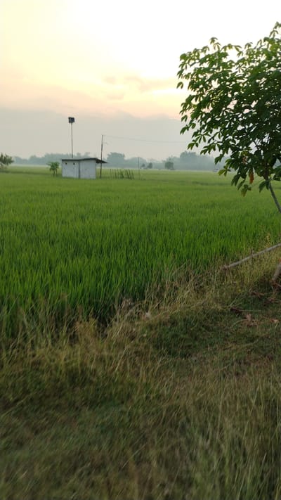 A wide shot of a lush green rice paddy in Sumberejo, Indonesia, at dawn. The sky is a pale yellow and orange, with thin clouds. A small, white, rectangular building with a dark, square object on top of a pole stands in the middle ground, to the left of the frame. A fence made of thin branches is behind the building. The foreground consists of tall, dry grass. To the right of the frame, a tree with large, green leaves is partially visible, along with a rustic wooden fence. The overall scene depicts a serene agricultural landscape at the start of the day.