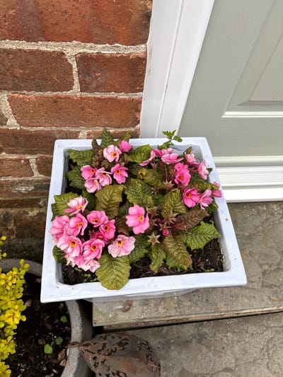 A high-angle, close-up shot shows a white, square plant pot filled with pink primrose flowers and textured green and brown leaves. The pot sits on a reddish-brown brick ledge next to a white door or window frame. The location is likely in Shrewsbury, United Kingdom, based on the context of the prompt, but this is not directly discernible from the image. Adjacent to the pot, there is a stone surface and a glimpse of a metallic decorative object atop another plant pot, containing dark soil and small green plants. The scene is outdoors, suggesting a garden or patio setting. No people are visible.