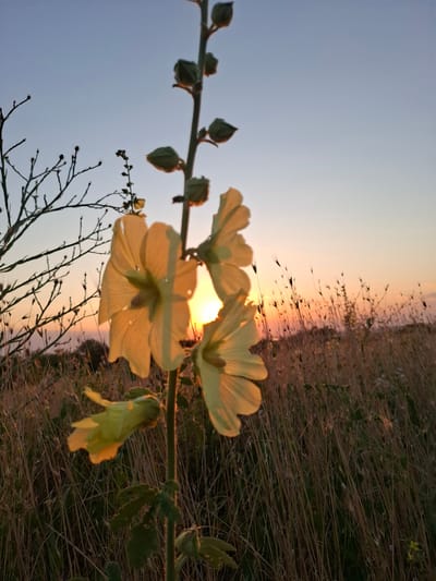 A close-up, low-angle shot captures a tall hollyhock plant with pale yellow flowers in the foreground. The setting sun, partially obscured by the flower's petals and the stem, casts a warm glow. The background is a field of dry, tall grass with a hazy sunset sky transitioning from orange to light blue. The scene is located in Tsibanobalka, Russia.