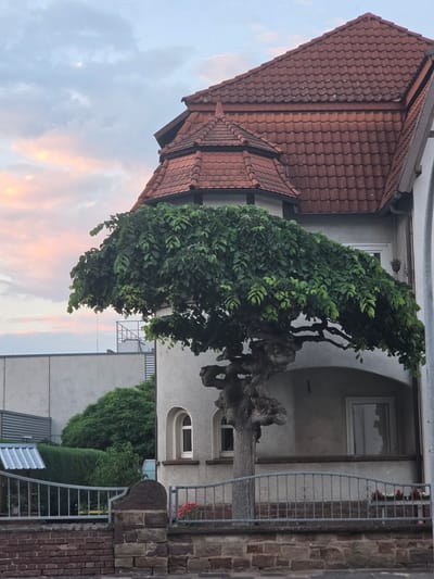 The image captures a mature, irregularly shaped tree with a thick, gnarled trunk and a wide canopy of lush green leaves. The tree is positioned in front of a building with a red tiled roof and a curved, light-colored facade. The building features arched windows and a covered balcony or porch area. A metal fence with decorative elements runs along the front of the property, separating it from a brick wall. In the background, other buildings and greenery are visible. The sky above is filled with soft clouds, tinged with pink and orange hues, suggesting either sunrise or sunset. The overall scene is peaceful and somewhat whimsical, with the unique shape of the tree being a focal point. This image was taken in Höxter, Germany.