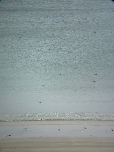 The image depicts a beach scene with numerous small flying insects, possibly midges or mosquitos, over the water and sand. The water has a textured surface with light reflecting off it. A gentle wave is breaking on the shore. The sand is light brown and appears damp near the water. The sky is not visible. The overall impression is of a natural outdoor environment with insect activity. The location is identified as Dong Ninh Hoa, Vietnam, suggesting a coastal area in that region.
