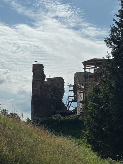 In Vana-Vastseliina, Estonia, the ruins of a stone castle stand against a sky filled with dramatic clouds. Three storks are visible, one perched atop a tall, weathered tower on the left, and another on a lower section of the same structure. A third stork stands on an adjacent, partially constructed section of the ruins. Wooden scaffolding and supports are integrated into the crumbling stone architecture, indicating ongoing restoration or preservation efforts. The foreground is dominated by a grassy slope dotted with wildflowers, while a dense evergreen tree frames the right side of the scene.