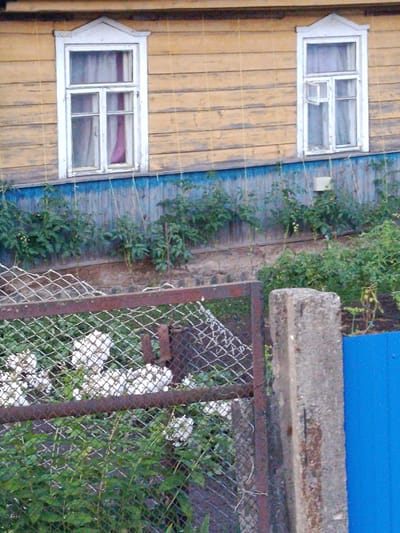 The image captures a section of a weathered, yellow-painted wooden house with two windows. The left window is a double-hung sash window with white trim and a triangular pediment above. A pink curtain is visible inside. The right window is also a double-hung sash window with white trim and a simpler rectangular pediment. Below the windows, a blue-painted wooden fence or wall runs horizontally, with green plants growing in front of it. A chain-link fence with a rusty metal frame is in the foreground. Behind the chain-link fence, white flowers, possibly roses, are blooming amidst green foliage. A concrete post is visible to the right of the chain-link fence, adjacent to a bright blue surface, possibly another fence or wall. The scene appears to be in a rural or semi-rural setting, likely a garden area adjacent to a residential building. The overall impression is one of a lived-in, possibly older property.