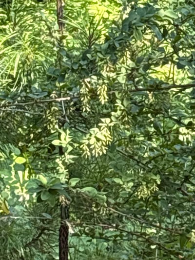 This media file shows a dense canopy of green foliage, likely from trees and bushes. The leaves are varied in shape and size, with some appearing needle-like and others broader and oval. Sunlight filters through the branches, creating dappled patterns of light and shadow on the leaves. The overall impression is one of lush vegetation. There is a horizontal element that appears to be a thick, dark branch or possibly a piece of rope stretched across the frame, partially obscured by the leaves. The scene suggests an outdoor setting, possibly a forest, garden, or park, with ample sunlight, indicating daytime. The location is identified as Dubrovino, Russia. There is no visible text in the image.