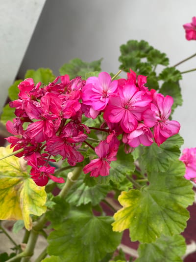 A cluster of bright pink and fuchsia geranium flowers is in sharp focus in the foreground of the image. Some of the flowers appear wilted and dry, while others are vibrant and full. Lush green leaves with serrated edges surround the blooms, with a few leaves showing signs of yellowing and distress. The background is blurred, with a light gray wall and diagonal shadow on the left, and hints of other pink flowers and greenery. The scene suggests an outdoor setting, possibly a balcony or garden in the city of Кызыл-Тоо, Kyrgyzstan.