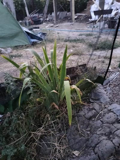 The image captures an outdoor scene, likely a backyard or an area under construction, in Kudashivka, Ukraine. In the foreground, a cluster of tall, green plants with long, sword-like leaves dominates the center. These plants are growing in dry, cracked earth, surrounded by sparse, dry grass. To the left, a portion of a green tent is visible, suggesting temporary shelter or storage.

The background reveals a messy construction or work area. Various objects are scattered around, including pieces of wood, what appear to be metal components, and piles of white material covered in plastic sheeting. A blue hose is laid out on the ground, and a rudimentary metal grill or brazier stands on legs. In the far background, wooden posts and beams suggest the frame of a structure being built.

The overall impression is one of an unfinished or disorganized outdoor space. The lighting suggests it is either early morning or late evening, with diffused light and no harsh shadows, possibly indicating overcast weather. No people are visible in the frame, and the scene conveys a sense of work in progress rather than active human presence. There is no visible text in the image.