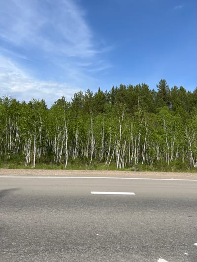 An asphalt road runs horizontally across the foreground of the image. A white line is painted on the road, dividing lanes. In the background, a dense forest lines the side of the road. The forest is composed of birch and pine trees, with the birch trees having white trunks and green leaves. The sky above is a clear blue with wispy white clouds. The scene appears to be in Tal'tsy, Russia, a location known for its natural beauty and forested landscapes.
