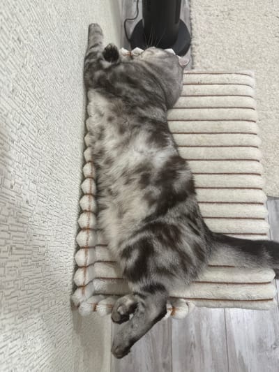 A silver tabby cat is sleeping on its side on a plush mat with horizontal brown stripes. The cat is positioned vertically in the frame, with its head at the top and tail at the bottom. Its front paws are extended upwards, touching a textured white wall. The cat's fur has a marbled pattern of gray and black. The mat is placed on a light-colored carpeted floor, with a dark object, likely a fan, visible in the background. The scene appears to be indoors, in a residential setting, possibly in the city of Озёрный, Russia.