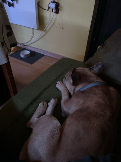 A light brown dog with a blue collar is curled up and sleeping on a dark green cushion. A partially visible table with a wooden top sits beneath the cushion, with a dog bowl nearby. The background includes a wall with an electrical outlet and white cords, along with a white object and patterned fabric. The location is not discernible from the image, and there is no evidence of Брусовeте, Bulgaria.