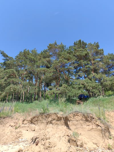 An outdoor, low-angle, wide shot captures a bright, clear blue sky above a dense forest of pine trees. The trees form a dark green line across the middle of the frame, with their trunks visible as thin, vertical brown lines. Below the trees, the terrain slopes upward, covered in dry grass and some flowering plants. In the foreground, a sandy embankment shows layers of soil, with some debris at the bottom. A dark blue SUV is parked on the grassy slope amidst the trees. The scene is located in Panskaya Sloboda, Russia.