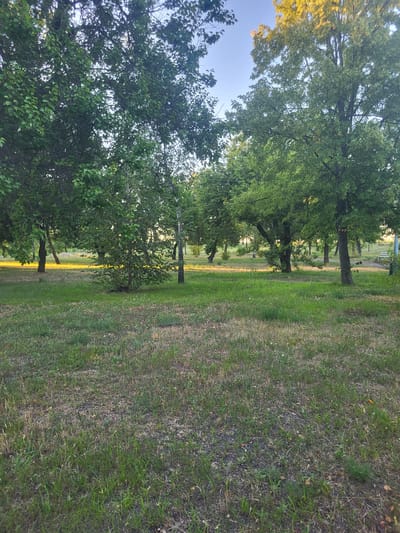 The image depicts a park-like setting in the city of Khotsky, Ukraine, bathed in the warm, late afternoon sunlight. A clearing in a wooded area is visible, with a patch of mowed grass in the foreground and a more overgrown area with scattered wildflowers behind it. Several trees, including mature deciduous trees with full green canopies, are scattered throughout the scene. The sun filters through the leaves, creating dappled light on the ground and illuminating the grass with a golden hue. In the background, more trees create a sense of depth, and a park bench is partially visible on the right side of the frame. The sky above is a clear, pale blue. There are no people or animals present in the image, and no discernible activities are taking place. The overall impression is one of natural tranquility and a peaceful outdoor environment.