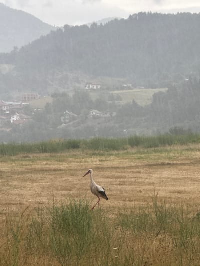 A white stork with black wing tips and red legs stands in a dry, golden field. The stork is facing to the left, with its long, pointed beak slightly lowered. Behind the field, there is a dense green area of vegetation, and further back, a hazy, mountainous landscape dotted with houses. The sky is overcast. The scene appears to be in Kraishte, Bulgaria.