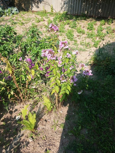 The image shows a close-up view of a garden in the village of Halchan, Belarus, on a sunny day. The foreground is dominated by a cluster of blooming pink and white phlox flowers, with lush green foliage surrounding them. A small, vibrant green fern is also visible in the lower left corner, casting a shadow on the sandy soil. In the background, a weathered corrugated metal fence runs horizontally, casting dappled shadows from unseen trees onto the sandy ground and sparse vegetation. The overall impression is of a well-tended, but somewhat untamed, garden bathed in natural light.