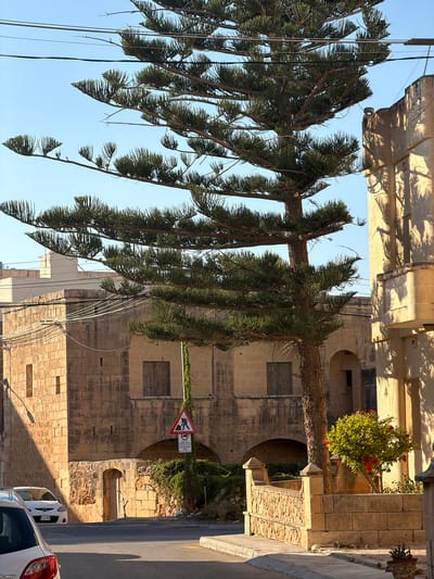 The image depicts a street scene in Xagħra, Malta, dominated by a large pine tree with lush green needles, its branches extending across the frame. The tree is situated in the foreground, with its trunk clearly visible and textured. Behind the tree, to the left, is a traditional Maltese building constructed from light-colored stone. This structure features several arched openings and wooden-shuttered windows. A white car is parked in front of this building, partially visible on the left side of the image.
To the right of the pine tree, a section of another stone building is visible, bathed in warm sunlight which casts distinct shadows of the tree's branches onto its facade. In front of this building and slightly to the right of the tree, a small tree with vibrant red flowers and green leaves is growing. A low stone wall, also made of blocks, encircles this flowering tree and extends to the right. A street sign with a red border and a pictogram of a person with a shovel is affixed to a pole on the right side of the road, near the stone building on the left. The sky is a clear, bright blue. Power lines are strung across the upper portion of the image. The overall impression is of a sunny day in a historic Mediterranean town.