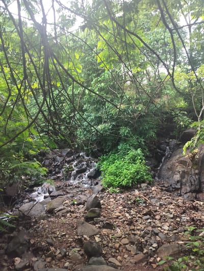 A rocky stream flows through a lush, green forest in Canacona, India. Overhanging branches and leaves create a dense canopy, dappling the sunlight that filters through. The water cascades over dark, wet rocks, forming small rapids. The stream bed is composed of a mix of smooth, rounded stones and larger, irregular rocks. On the right side of the stream, a rocky embankment rises, covered in patches of moss and small plants. To the left and in the foreground, the ground is covered in a mixture of smaller stones, dirt, and fallen leaves. Lush green foliage surrounds the stream, with vibrant green bushes and ferns growing in abundance, particularly to the left of the water. The overall impression is one of a natural, untouched landscape.