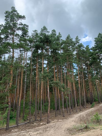 The image depicts a forest setting in Hostomel, Ukraine. The primary subjects are numerous tall pine trees, their trunks slender and bark textured in shades of brown and grey. Dense green pine needles form the canopy, creating a thick, verdant ceiling. The trees are arranged in a dense formation, suggesting a natural, unmanaged forest.
A dirt path runs alongside the forest on the right side of the image, its sandy texture visible with some sparse green vegetation growing along its edges. The path appears to be slightly raised compared to the forest floor. In the background, the forest extends into the distance, creating a sense of depth.
The sky above is overcast with dramatic grey clouds, though a patch of bright blue sky with some white clouds is visible through the tree branches in the upper left portion of the image. This suggests a day with variable weather conditions, possibly transitioning from rain or preparing for it. The lighting is diffused, characteristic of an overcast sky.
There is no visible text in the image. The overall mood is one of natural tranquility and the imposing presence of the forest. The time of day is not explicitly indicated but appears to be daytime due to the ambient light. The scene is characterized by the natural environment of a pine forest with a dirt path nearby.