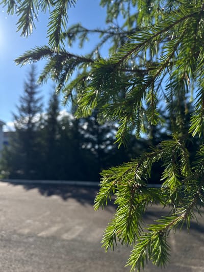 This is a close-up, vertical shot of pine branches against a bright blue sky and a gray surface. The pine needles are vibrant green, and the sunlight glints off them, creating small, bright highlights. The branches themselves are dark brown and textured.

In the background, the sky is clear and a deep blue. The gray surface appears to be asphalt, with shadows of the pine branches cast upon it. The overall scene suggests an outdoor setting, likely in a park or natural area. The lighting indicates it is daytime, with the sun high in the sky, likely late morning or early afternoon due to the sharp shadows.

There are no people visible in the image. The focus is on the natural elements of the pine branches and the sky. The mood is peaceful and serene, evoked by the natural beauty and the bright, clear day.

No text is visible in the image.