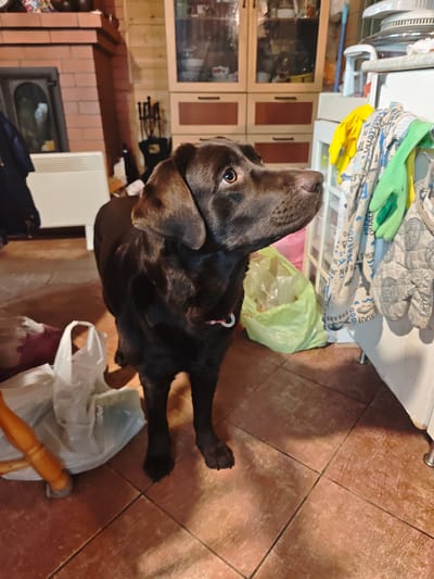 A brown Labrador Retriever stands on brown tile flooring in an indoor setting, likely a kitchen. The dog wears a red collar with a metal ring. Behind the dog are various objects including plastic bags, a wooden chair leg, and a light green plastic bag filled with items. To the right, a white appliance (possibly a refrigerator) is adorned with a yellow rubber glove, a patterned kitchen towel, and a green rubber glove. The background shows a brick fireplace and wooden cabinets with glass doors. The location is Ильинское, Russia.