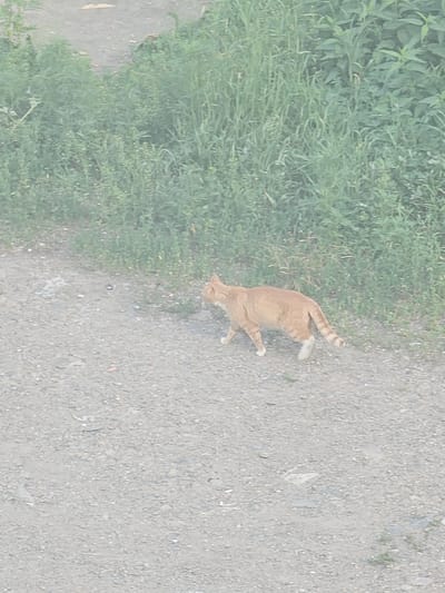 An orange tabby cat walks across a gravel path in front of a dense patch of green foliage. The cat is facing to the left, with its tail held out behind it, showing striped markings. The environment appears to be outdoors, possibly in a rural or semi-urban area. There is no clear indication of the specific location within Taezhnoye, Russia.