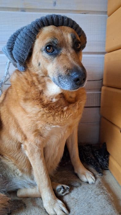 This image, captured in the city of Petriškė, Lithuania, displays a medium-sized dog seated indoors. The dog features reddish-brown fur, a lighter tan underbelly, dark brown eyes, and a black nose. It is positioned upright, facing slightly to its right, with its front paws resting on a textured, light brown or grayish rug. A dark, possibly patterned, fabric is partially visible beneath the dog's right leg. Adorning the dog's head is a grey, ribbed, knitted headpiece that covers its ears, from which a light-colored string or yarn dangles on the left side. The dog's gaze is directed forward and slightly upward. The immediate background consists of light-colored, horizontally planked wooden paneling to the left of the dog, and a vertical stack of light brown, rectangular objects, likely wooden blocks or panels, to its right.