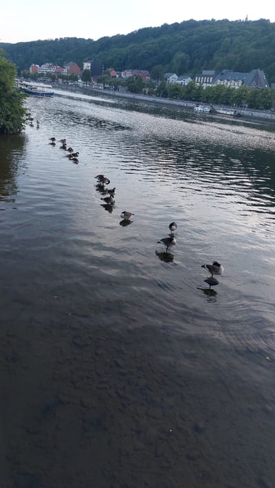 The image shows a line of Canada geese swimming in the Meuse River in Namur, Belgium. The geese are in a row, swimming from left to right. They are all facing in the same direction. The water is calm and there are ripples on the surface. In the background, there is a city skyline with buildings and trees. The sky is overcast. The overall impression is one of peace and tranquility.