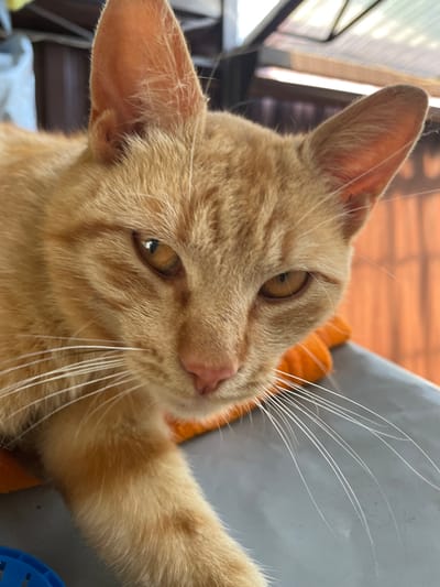 This media file features a close-up, eye-level shot of an orange tabby cat. The cat is positioned centrally in the frame, with its head tilted slightly to its left, looking towards the camera. Its fur is a warm orange with subtle stripes. The cat's large, expressive eyes are a golden-brown, and it has long, white whiskers that fan out from its snout. The background is softly blurred, with hints of orange fabric, possibly a cushion or blanket, behind the cat's head. To the left of the cat, a part of a window frame and diffused light suggest an indoor setting, possibly near a window. The lighting appears to be natural, indicating it could be daytime. There are no people or visible text in the media file.