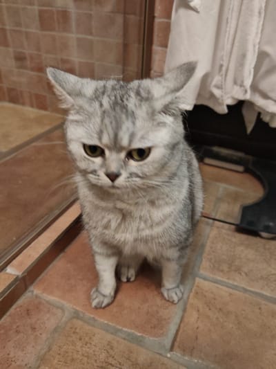 A grey tabby cat with green eyes is sitting on a tiled floor. The cat is looking down with a sad expression. The background consists of a tiled wall and a white fabric. The location is not specified in the image or the prompt.